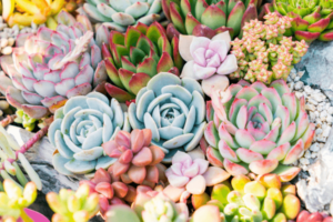 Um guia completo para propagar plantas suculentas