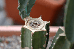 A ciência por trás da clonagem de plantas raras