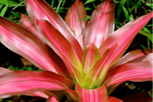 Elas conquistaram o coração de muitos amantes de plantas, tanto por sua beleza quanto por sua facilidade de cultivo.
