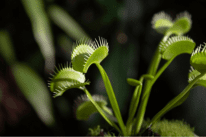 Propagação de plantas carnívoras por sementes