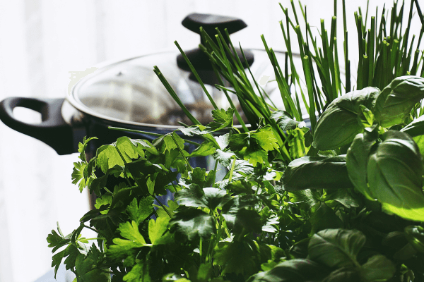 Temperos que Crescem Fácil Dentro de Casa