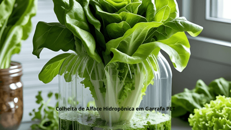 A Doce Espera pela Colheita da Sua Alface Hidropônica em Garrafa PET
